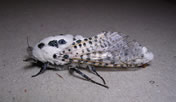 A leopard moth